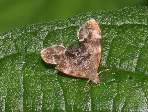 Anthophila fabriciana (Choreutidae)?  S !